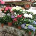 sausstell(2)