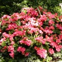sgrabschmuck (11)