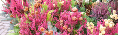 Blumen-Tiedemann