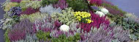 Blumen-Tiedemann