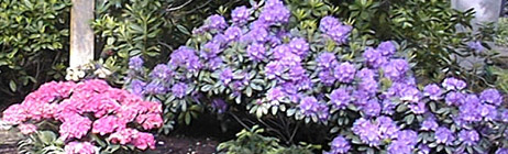 Blumen-Tiedemann