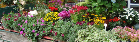 Blumen-Tiedemann